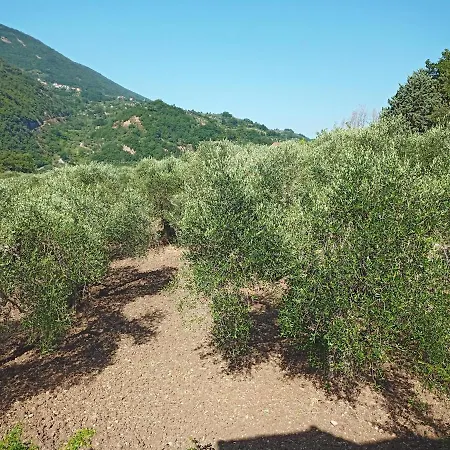 La Casa Del Mosileo *