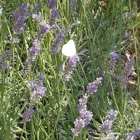 La Casa Del Mosileo *