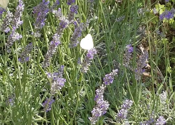 La Casa Del Mosileo *